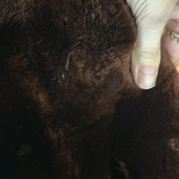 VINTAGE FUR - Beautiful π Macys Kansas City - Picture 7 of 16